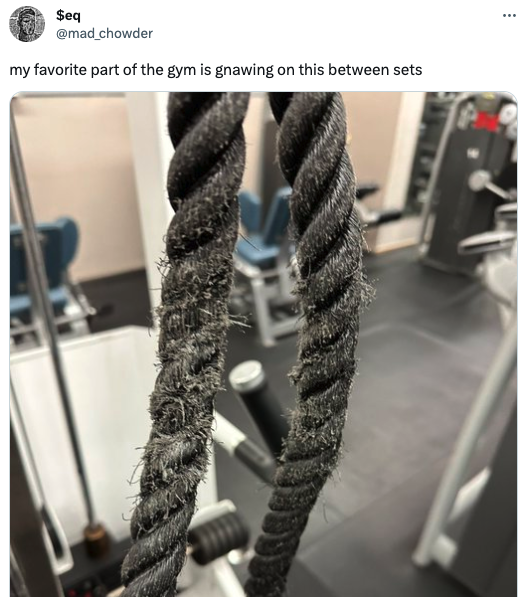 funny tweets - rope - Seq my favorite part of the gym is gnawing on this between sets