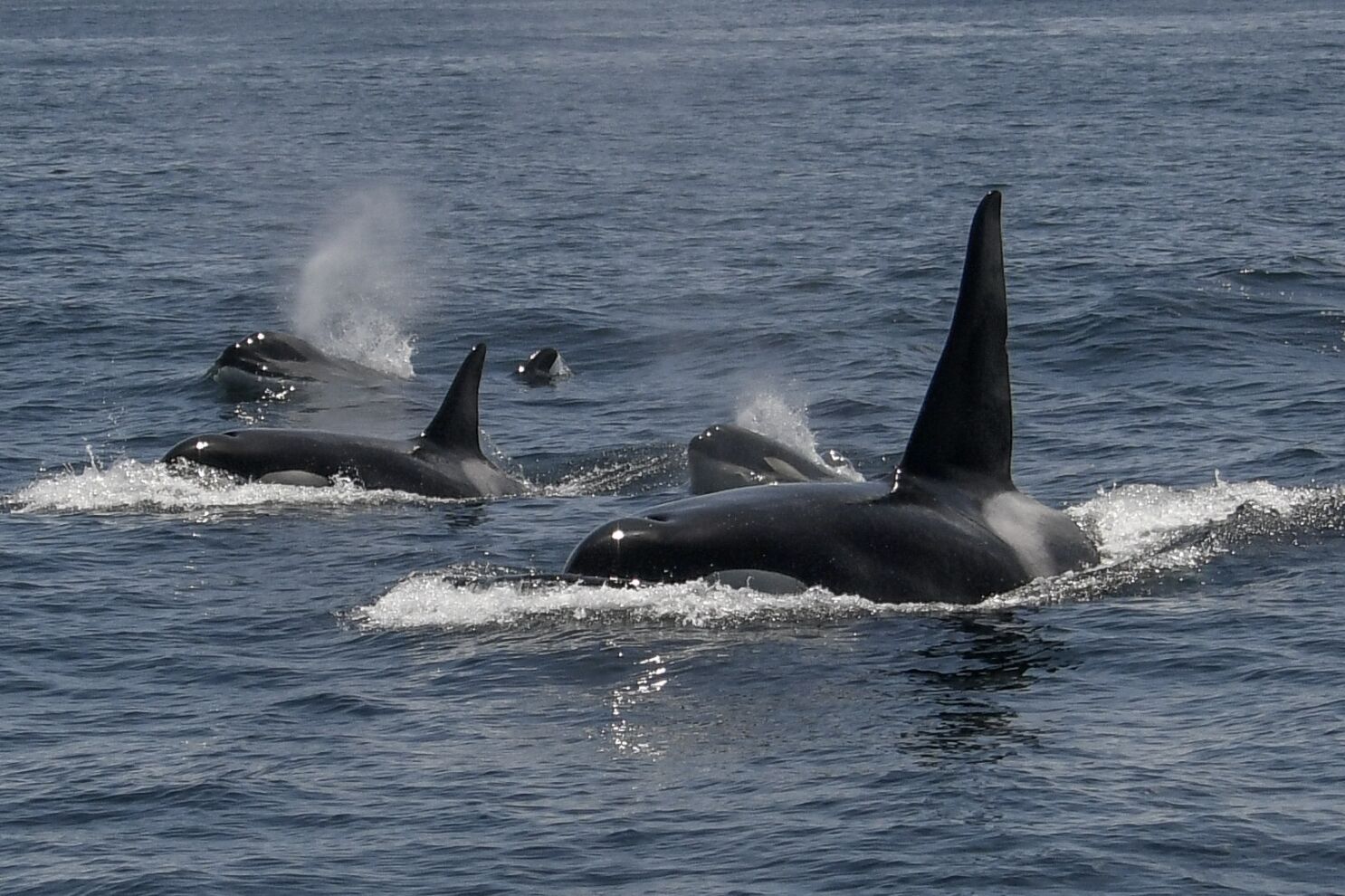 Two whales walk into a bar. The first whale walks up to the bartender and says “OOuuuYooOOOOooooeuueEEERrrrrrrrrr” The second whale looks at the first and says “Goddammit Steve, you’re so annoying when you’re drunk.” u/attack_rat