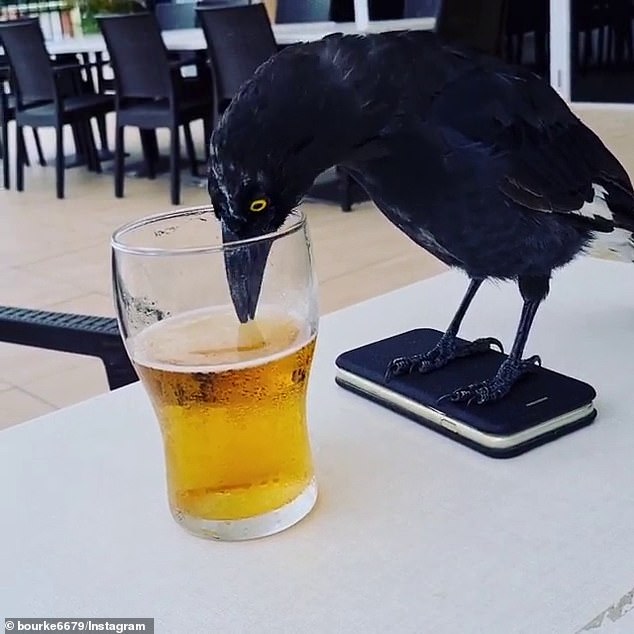 Did you know that before the invention of the crowbar, crows just drank at home? u/ElectricMayham