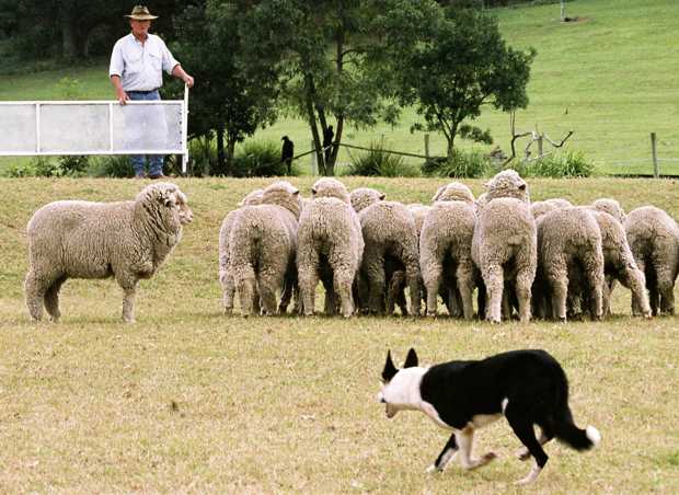 A sheep farmer has a talking dog. One day he asks it to get all his sheep into the pen. A little while later the dog says "job's done, all 40 sheep accounted for" "40!? I have 36 sheep, not 40" the farmer says. The dog replied "I know, I rounded them up" u/Ryandhamilton18