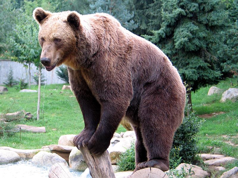 I knew an American guy who claimed that bears were not dangerous to humans. He claimed that if you were ever attacked by a bear all you would need to do is stick your thumb up its rear end and it would immediately fall asleep. Yeah I can just see an angry bear stop attacking you the minute you tell it to "Bend over." u/ElvishMystical