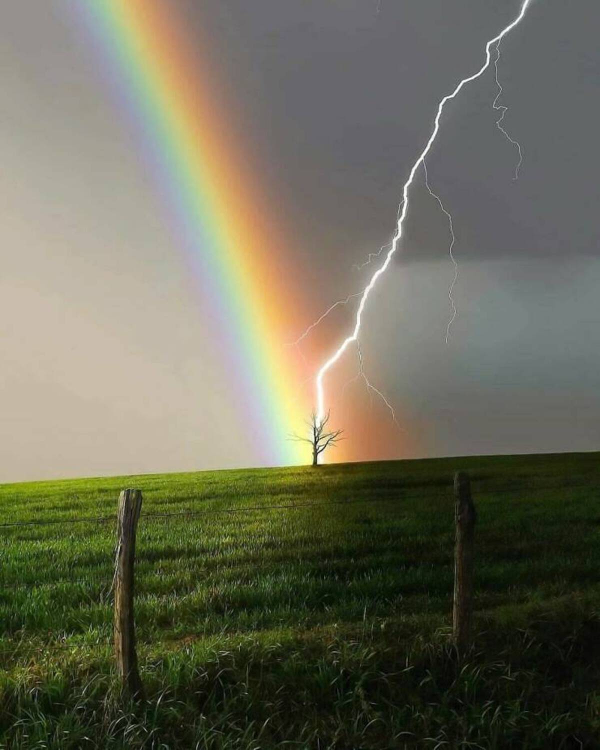 A rainbow behind a tree being struck by lightning.