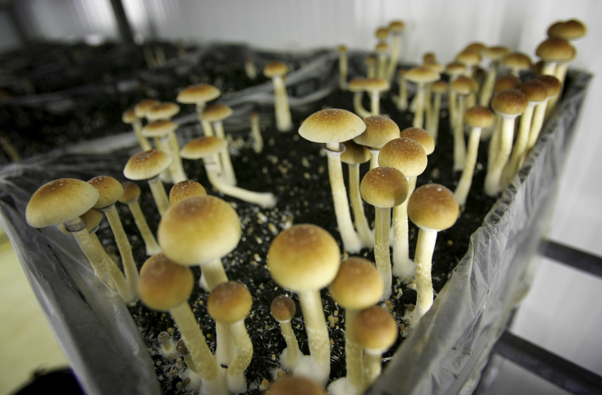 dumb laws and victimless crimes - growing magic mushrooms - 48