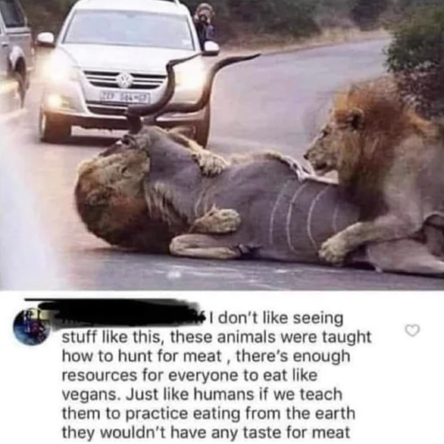 vegan lion meme - I don't seeing stuff this, these animals were taught how to hunt for meat, there's enough resources for everyone to eat vegans. Just humans if we teach them to practice eating from the earth they wouldn't have any taste for meat