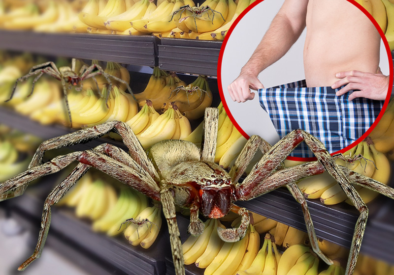 Move over Viagra, there's a new boner king in town, and it's a.... spider?  The Brazilian Wandering Spider is known as the world's most venomous arachnid. A supermarket in Austria was closed over fears of the spider being inside the store.  The bite is capable of causing a variety of health issues, including a permanent erection.