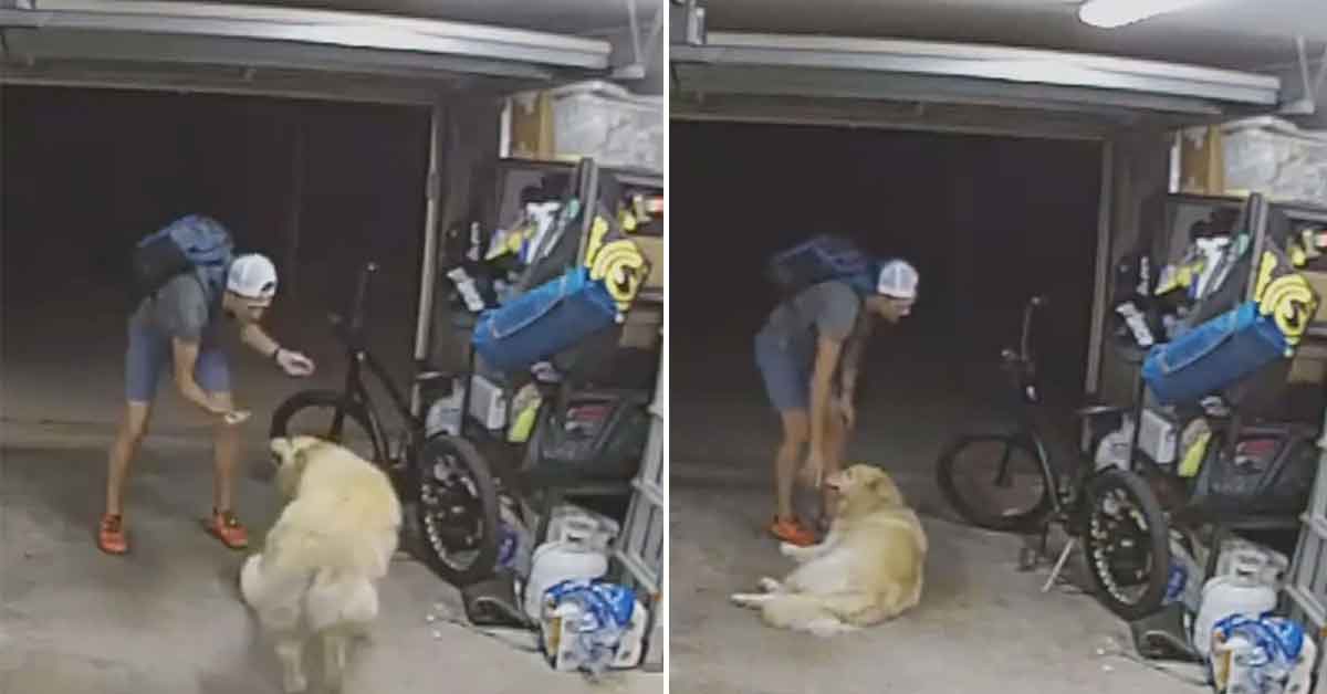 In a now-viral clip, a burglar is seen taking a few moments out of his heist to say hello to a friendly dog hanging out in the garage.  I guess if nothing else this goes to show that even a thief  <a href="https://www.ebaumsworld.com/articles/youre-the-coolest-dog-ive-ever-known-dog-befriends-burglar-during-bike-robbery/87431598/" target="_blank"><b><u>has to stop and pet an adorable doggo</b></u></a> when he sees one.