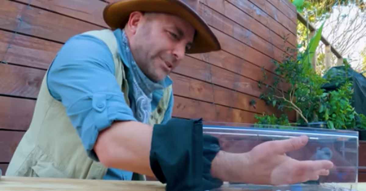 Brave Wilderness’ <a href="https://www.ebaumsworld.com/articles/heres-what-200-bites-from-bulldog-ants-feel-like/87430865/" target="_blank"><b><u>Coyote Peterson</b></u></a> recently ventured to Australia’s Sunshine Coast to seek out an answer to the question " what does 200 bites from bulldog-ants feel like?  Like many other terrifying insects and arachnids, bulldog (or just bull) ants are primarily found in Australia, and their stings are incredibly potent — their venom is among the most toxic in the world.