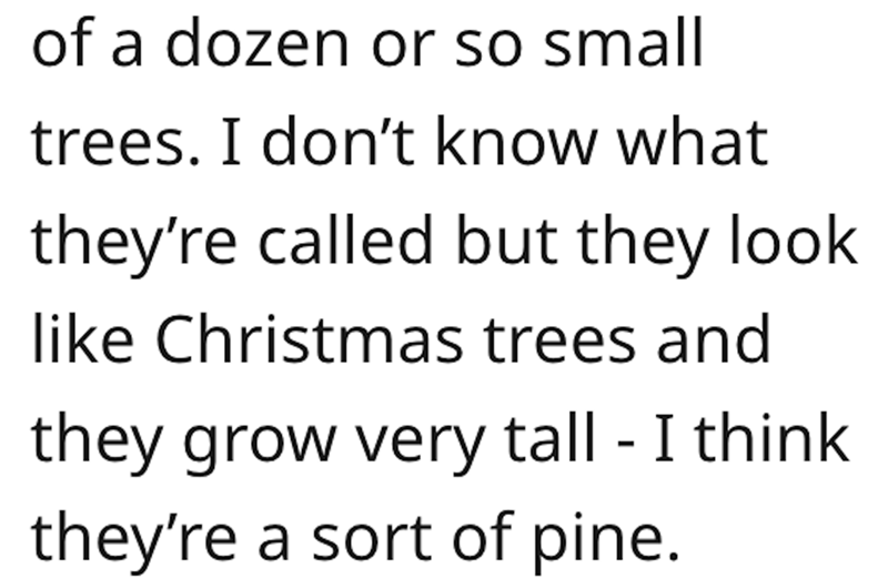 dad revenge - world is entire and i am outside - of a dozen or so small trees. I don't know what they're called but they look Christmas trees and they grow very tall I think they're a sort of pine.