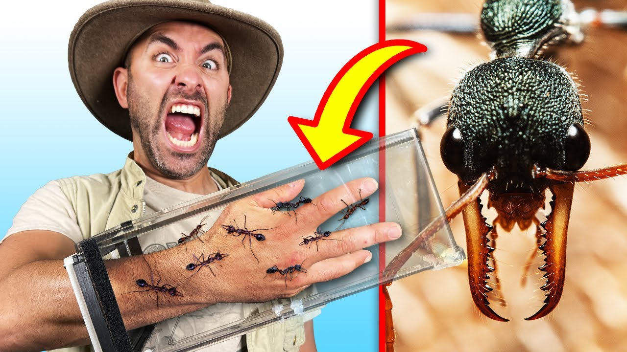 Brave Wilderness’ <a href="https://www.ebaumsworld.com/articles/heres-what-200-bites-from-bulldog-ants-feel-like/87430865/" target="_blank"><b><u>Coyote Peterson</b></u></a> recently ventured to Australia’s Sunshine Coast to seek out an answer to the question " what does 200 bites from bulldog-ants feel like?  Like many other terrifying insects and arachnids, bulldog (or just bull) ants are primarily found in Australia, and their stings are incredibly potent — their venom is among the most toxic in the world.