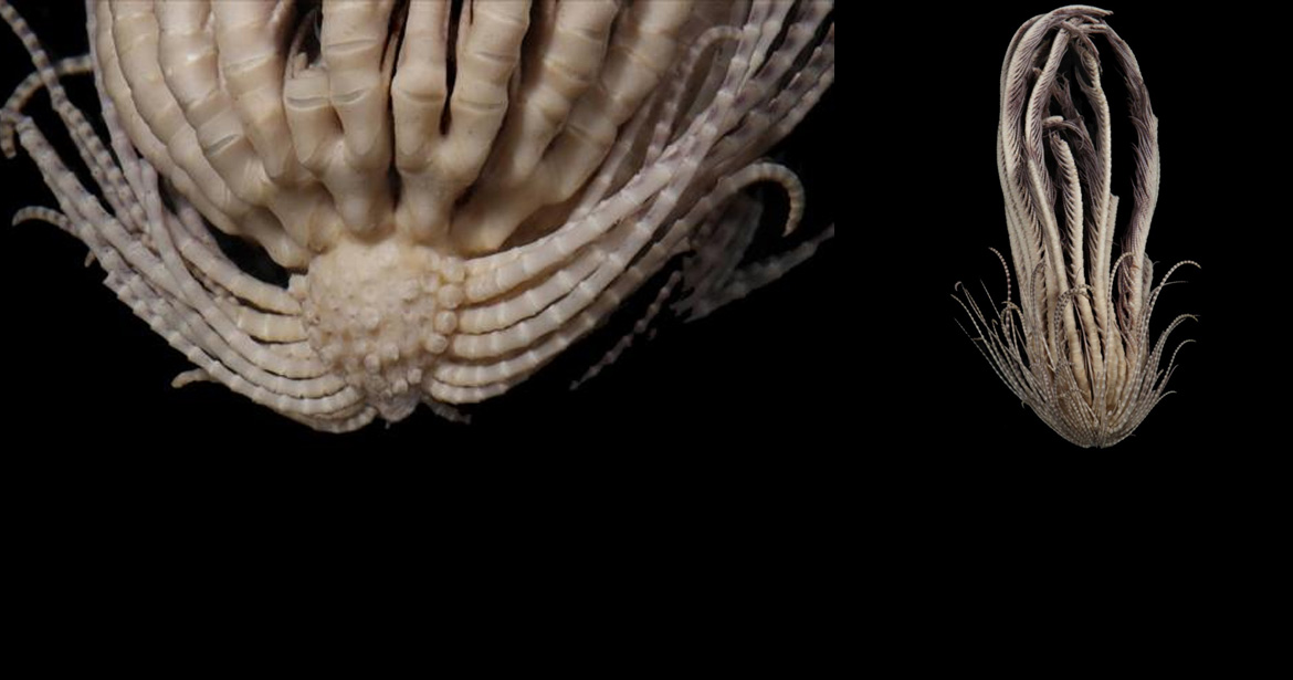 A new species was found in the Antarctic called "Promachocrinus fragarius, or the Antarctic strawberry feather star" was making its round around Twitter and horror movie fans couldn't help but point out that it looks like the <a href="https://www.ebaumsworld.com/articles/looks-like-a-facehugger-bro-horror-fans-terrified-after-20-armed-sea-creature-discovered-in-the-arctic/87431923/" target="_blank"><b><u>'Facehugger'</b></u></a> from the Aliens movie series.