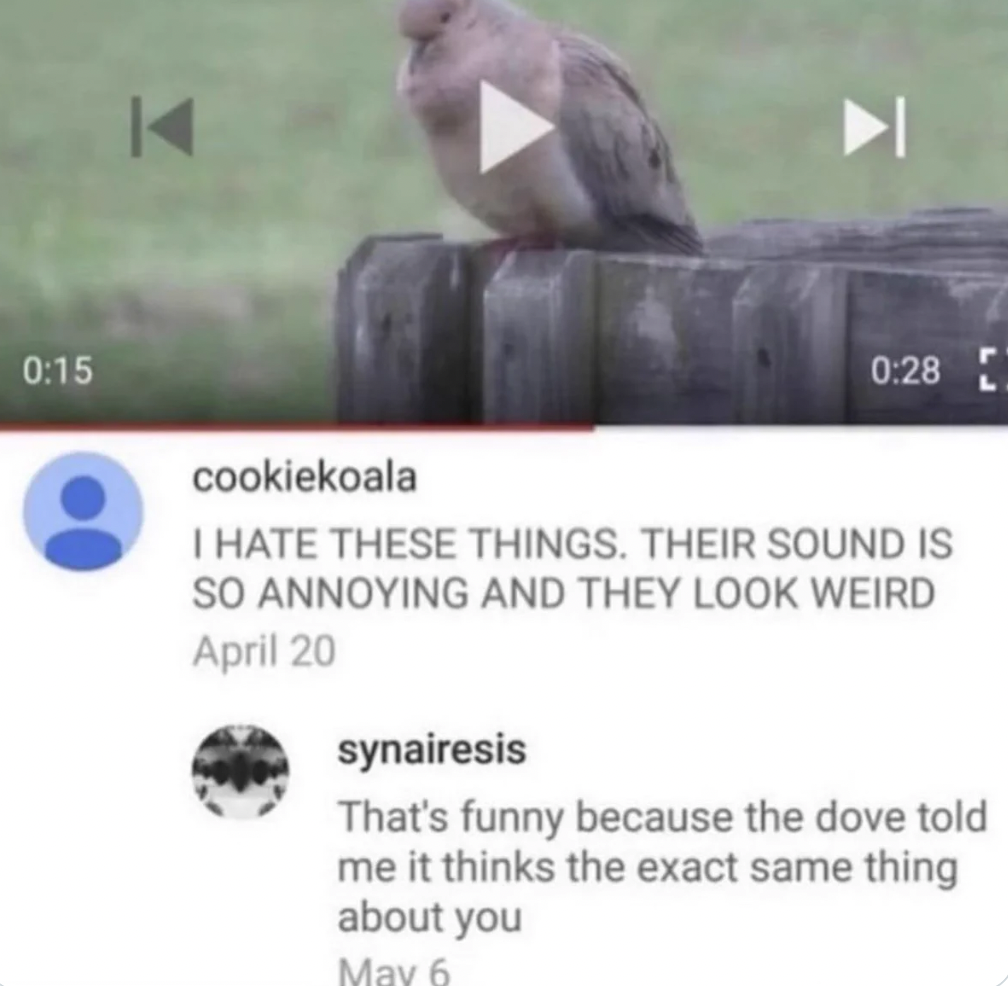 fauna - K cookiekoala I Hate These Things. Their Sound Is So Annoying And They Look Weird April 20 synairesis That's funny because the dove told me it thinks the exact same thing about you May 6