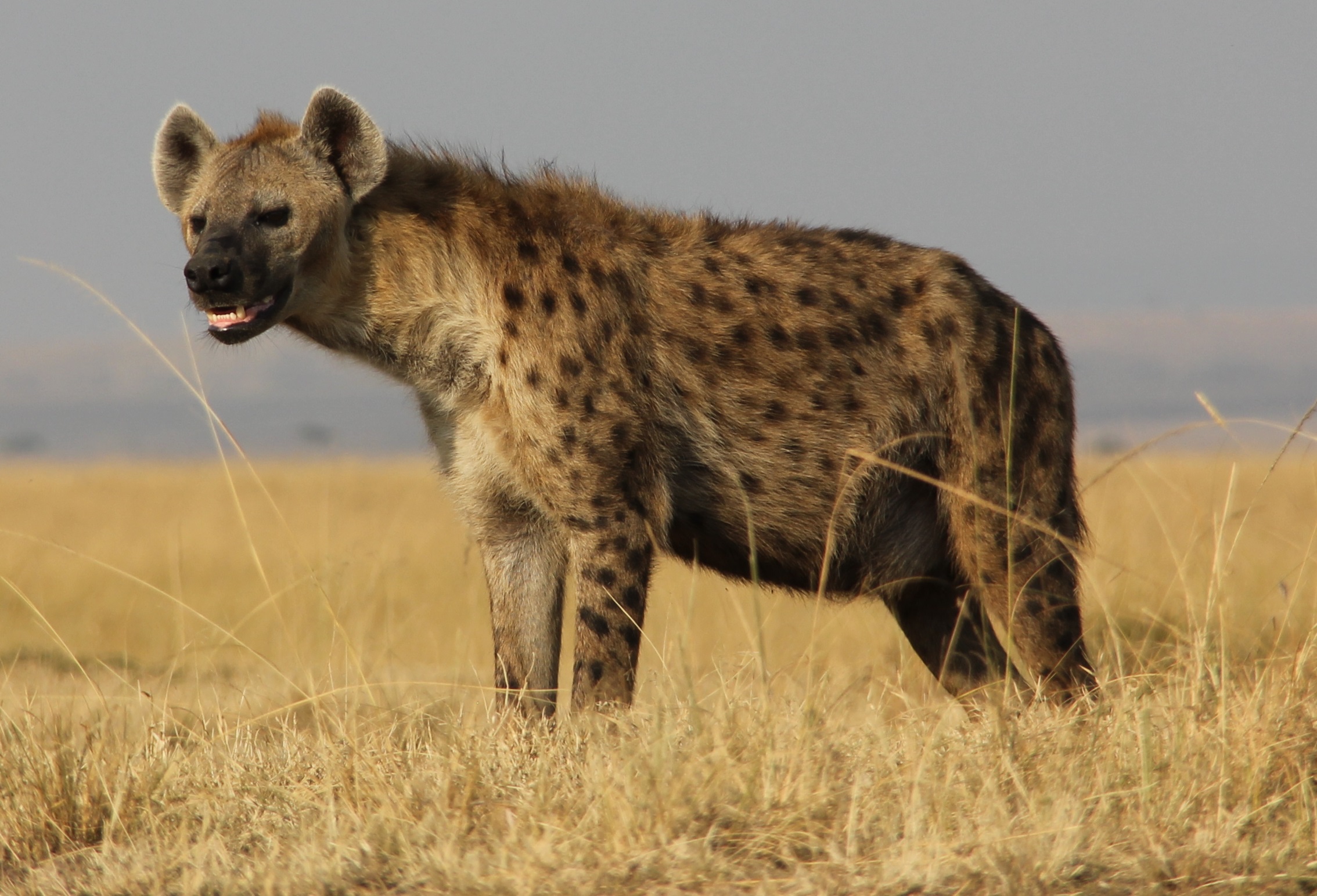 Female spotted hyenas have bigger penises than the males. u/stuloch
