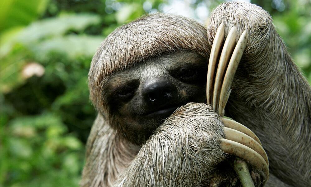 Sloths are most vulnerable to predators when going #2 . They have to climb down to the trees to the forest floor, and it is a bit of a process for them to actually go, leaving them at risk of predators. u/Faultiergeist