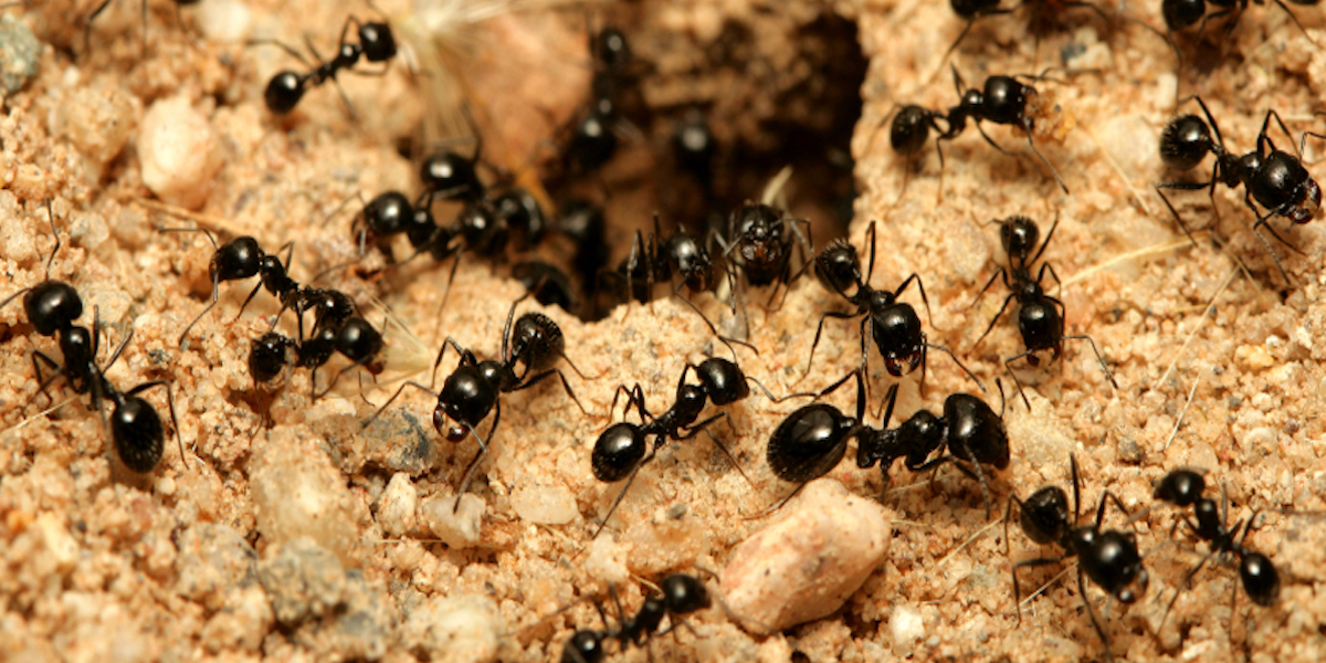 For every single human being on Earth, there are 2.5 MILLION ants. Yes, this means that there are about 20 QUADRILLION ants on this planet. If the ants decide to take over, are you strong enough to handle the 2.5 million that you'll be responsible for killing? If you've got kids, you might have to kill more because a 2 year old isn't going to accomplish a thing if millions of ants are marching towards them. u/PM-ME-FOR-CATNIP