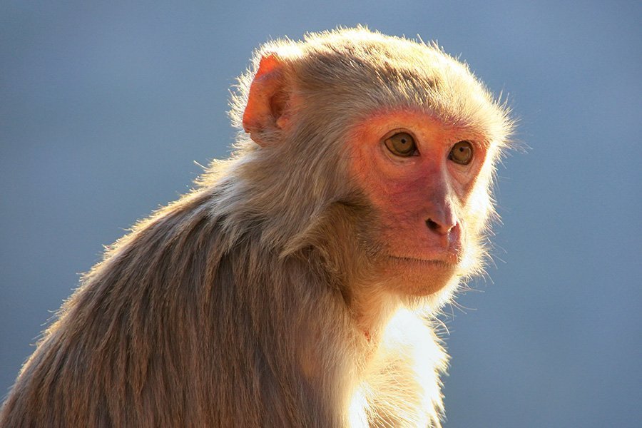 Male rhesus macaques will pay to see pictures of female monkey butts. Payment is in the form of trading their juice rewards. u/WantAllMyGarmonbozia