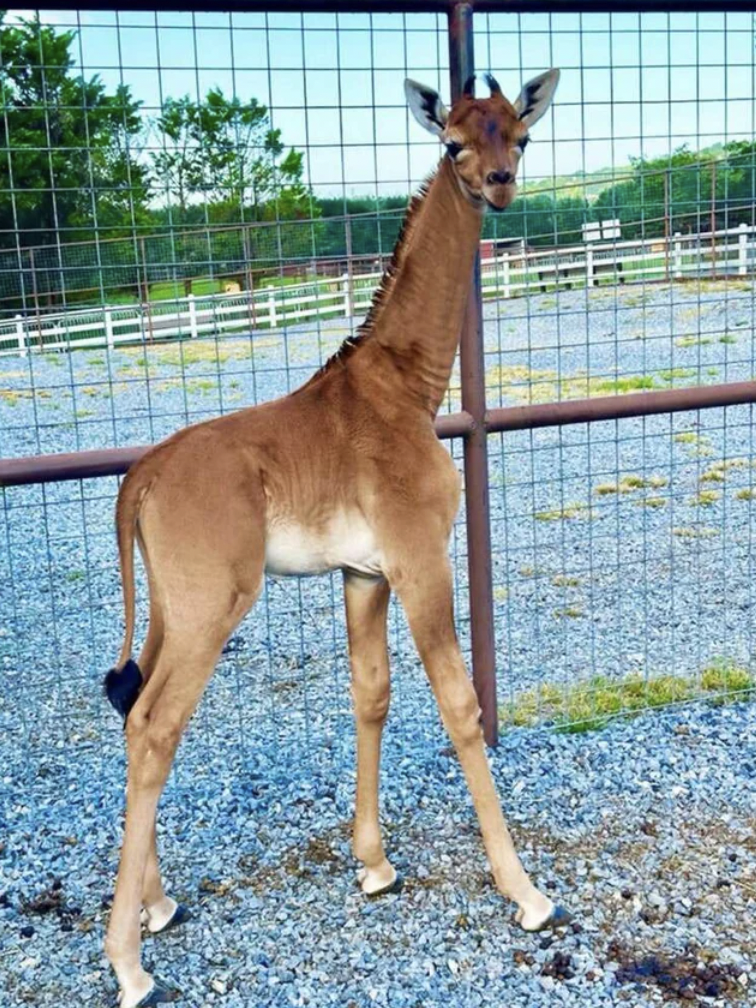 Cool giraffe in Tennessee born with no spots.