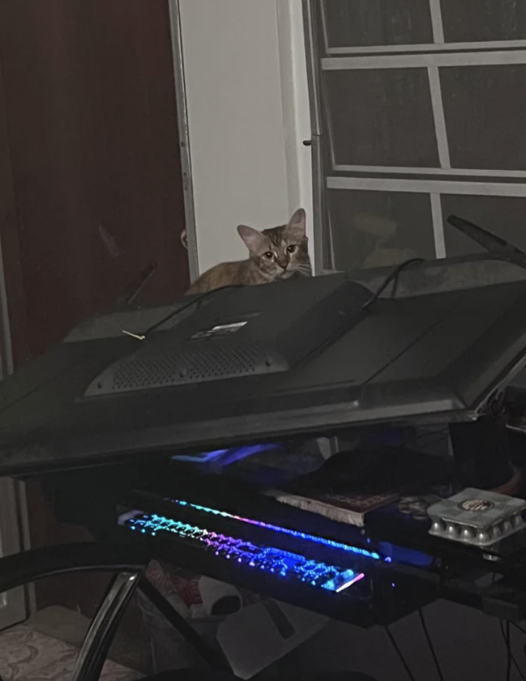 This cat broke into my house and knocked over my monitor.