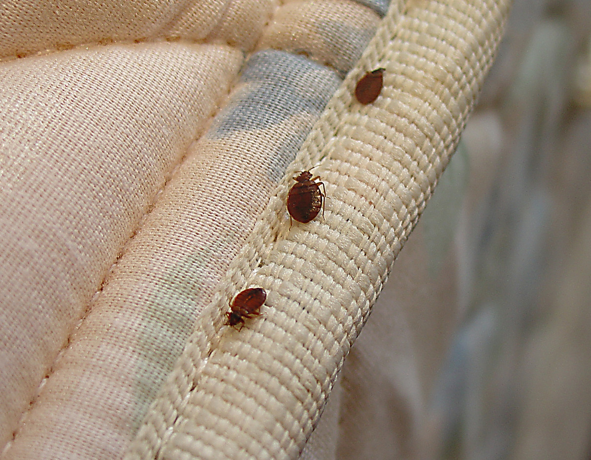 Bed bugs don’t make you a nasty person with a nasty home. An infestation isn’t due to a sanitation issue. They’re an imported pest, which means they hitched a ride on something you brought into the house. Usually luggage or furniture. u/LosPetty1992