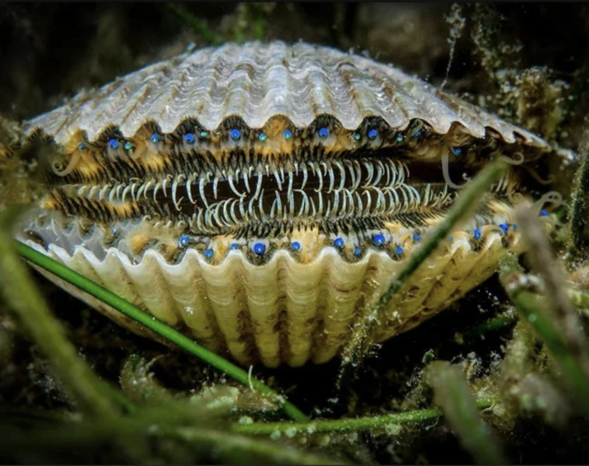 The eyes and teeths of a Scallop.