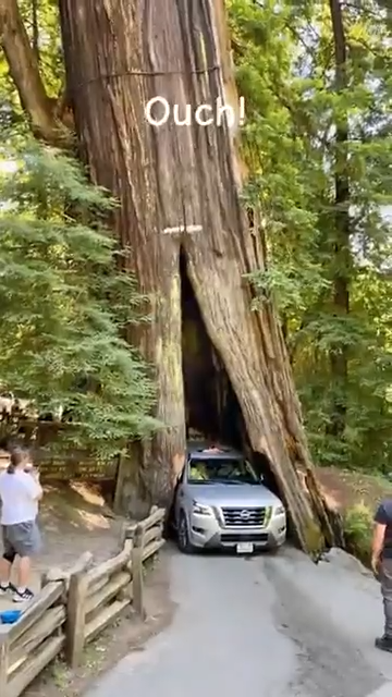 Tourists scratch their car under one of California’s giant Redwood trees. 