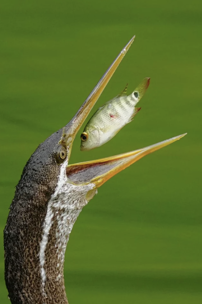 The final moment before a fish enters an Oriental darter's stomach.