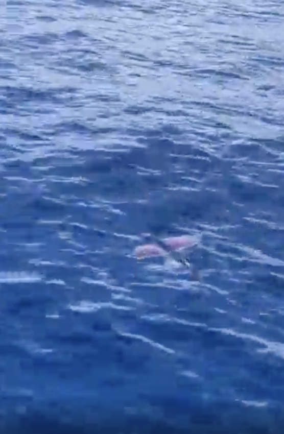 Flying fish can glide for up to 650 feet at 35 miles per hour.