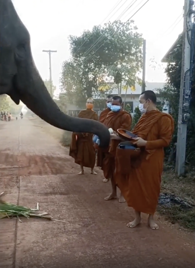 Elephant collects food from Buddhists.