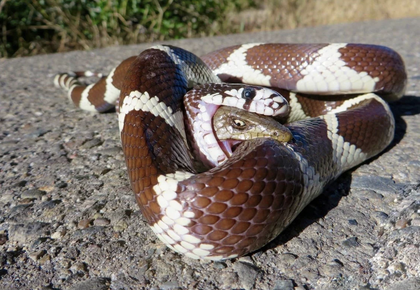 An alligator lizard fighting back from inside the belly of a king snake.