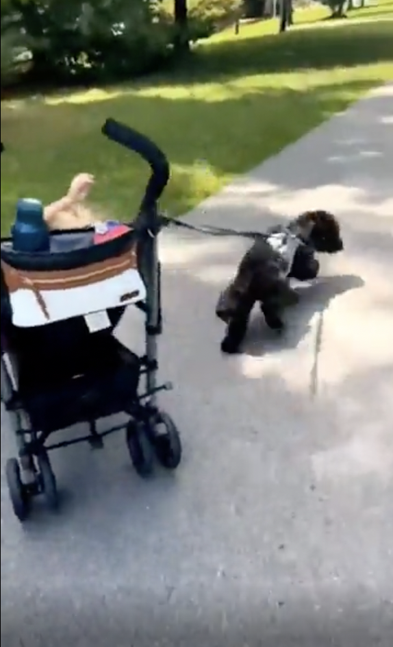 Strapping your dog to your child's stroller.