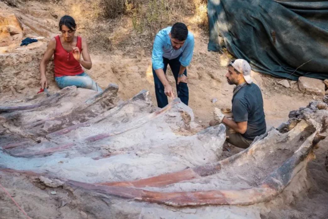 Portuguese Man Accidentally Finds 82-Foot-Long Dinosaur in His Backyard