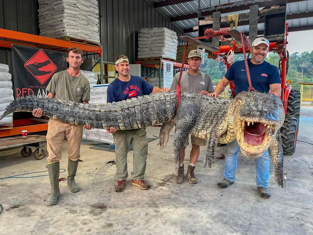 Record 14’ 800 pound gator taken in Mississippi