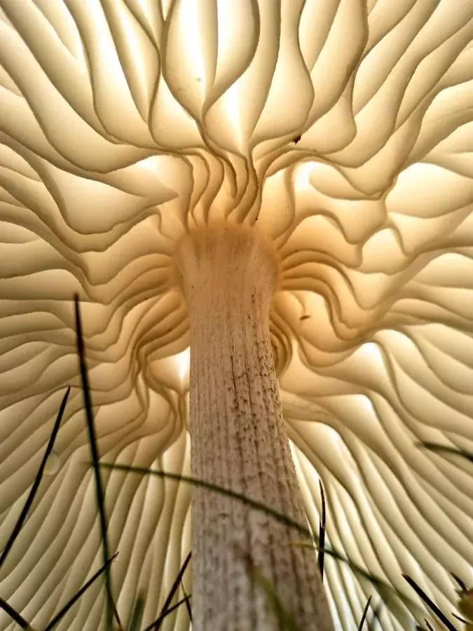 The amazing view from under a mushroom.