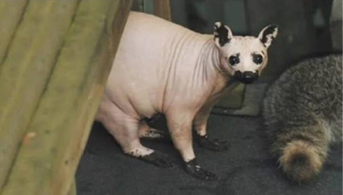 This is what a hairless raccoon looks like: