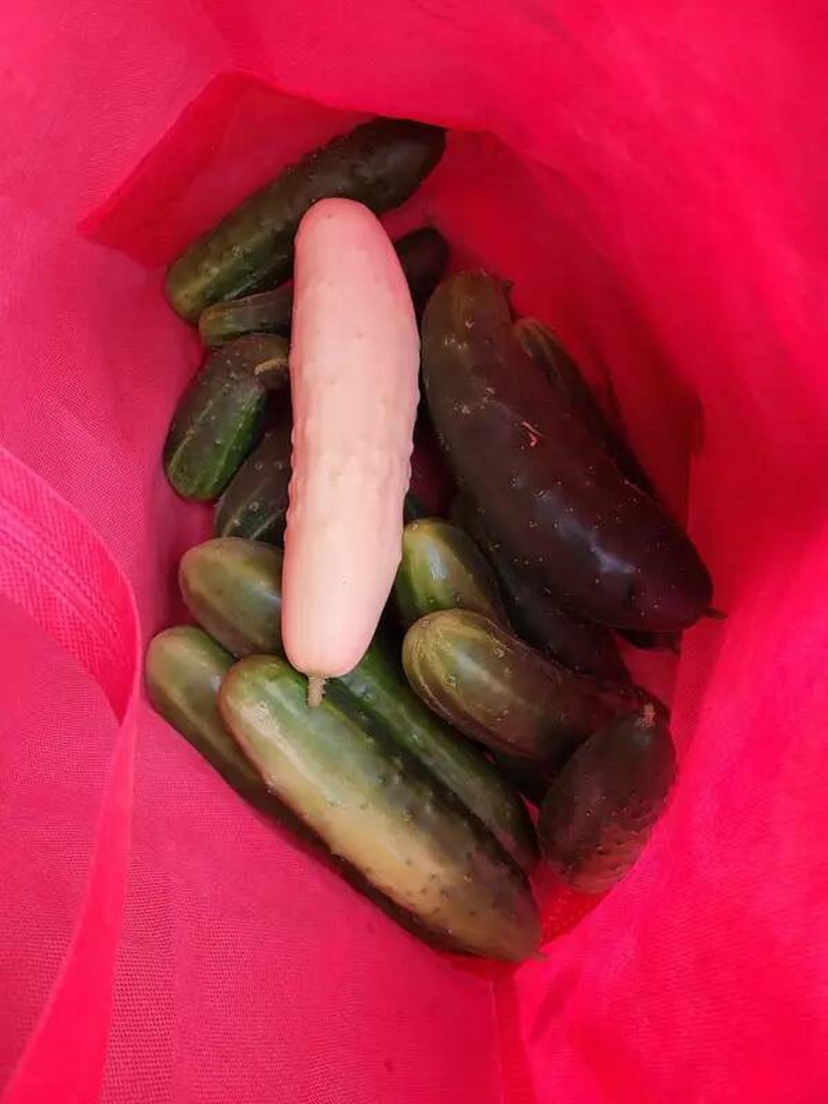 White cucumbers exist: