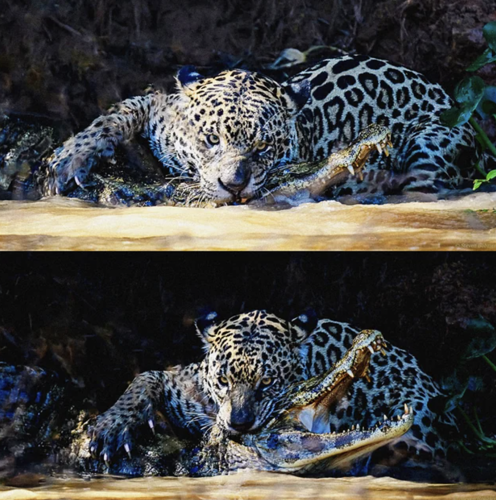 A jaguar piercing a caiman's skull.
