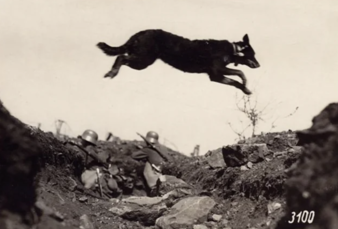 A messenger dog leaps over a German trench during World War One, 1915.