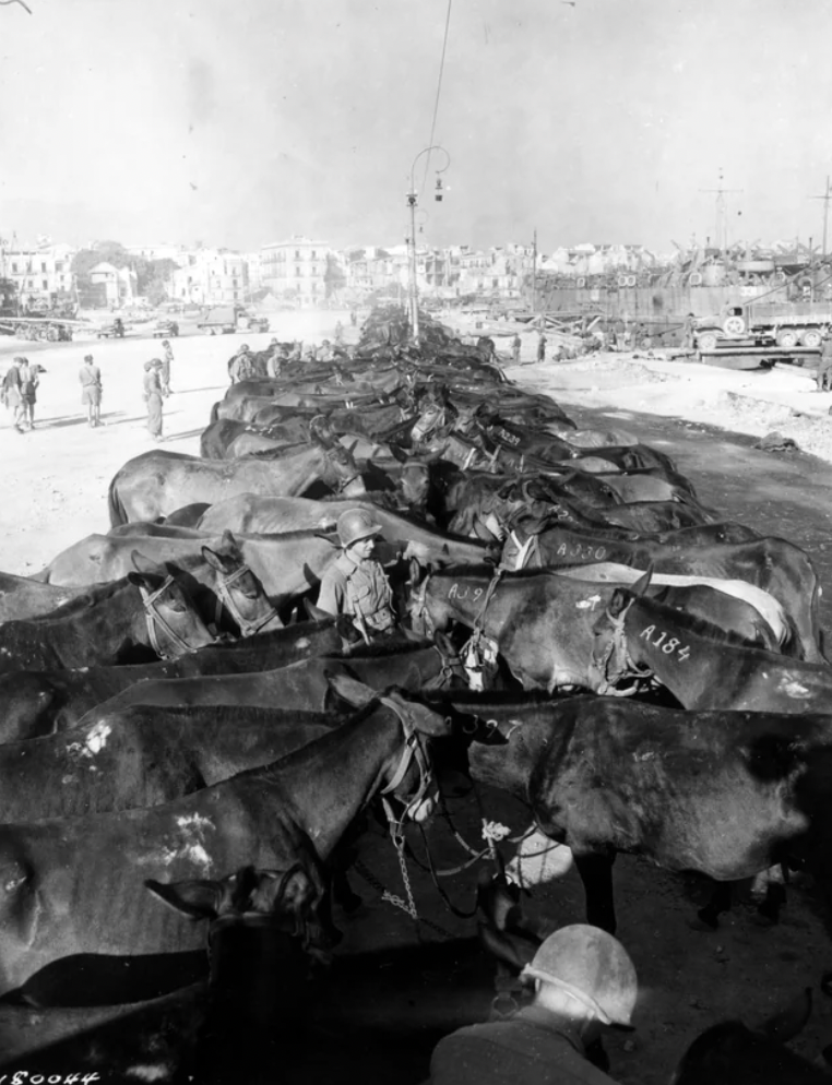 U.S. Army mules tied in a long picket line at the docks in Palermo, Sicily, before the invasion of Italy. September 20th, 1943.