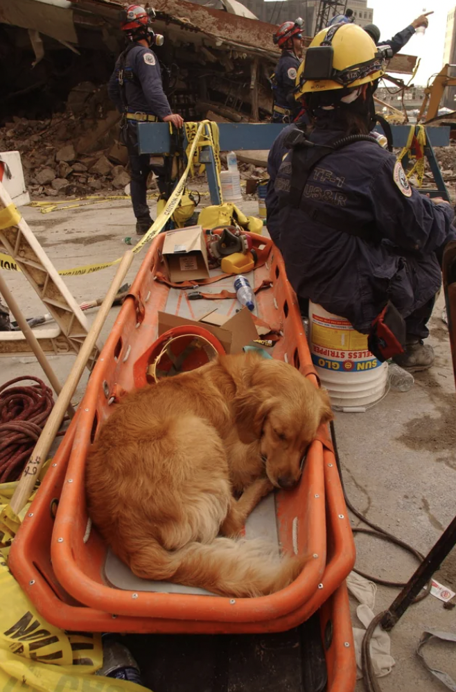 World Trade Center search and rescue dog takes a break, September 21, 2001.