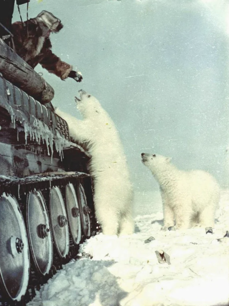 Soviet tankers giving some canned milk to local polar bears, circa 1950.