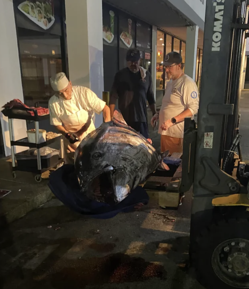 Sushi restaurant staff carving up giant 700 pound bluefin tuna.