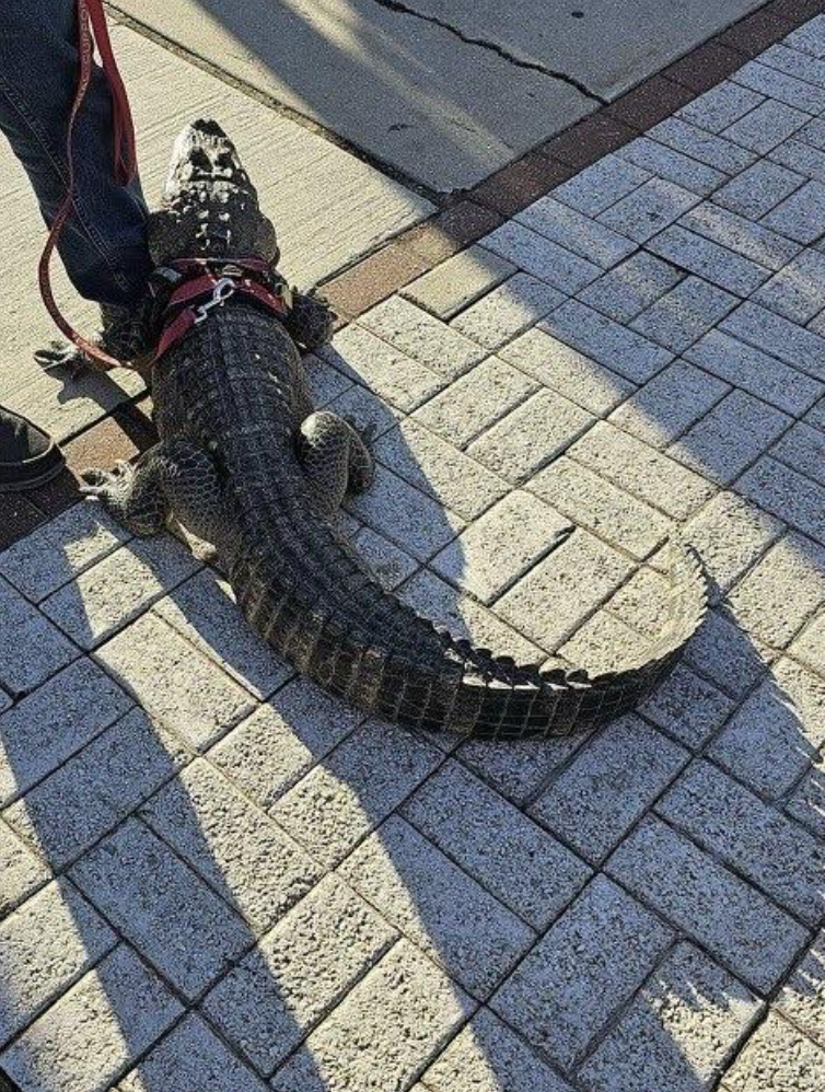 “Service alligator” at a Phillies game.