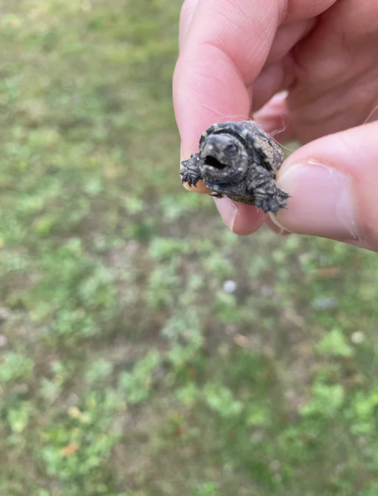 Baby snapping turtle.