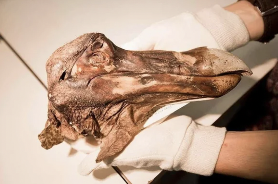 The only intact part of a dodo bird.