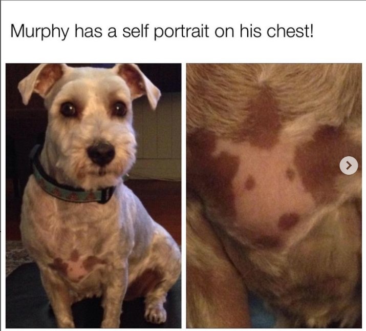 The 20 Best Dog Posts, Memes, and Tweets of the Week (October 5, 2023) 