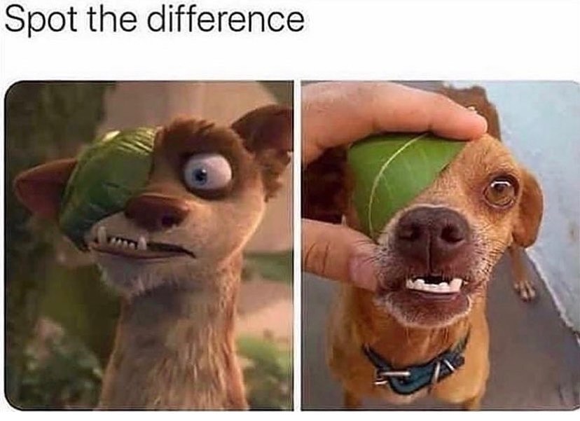 The 20 Best Dog Posts, Memes, and Tweets of the Week (October 5, 2023) 