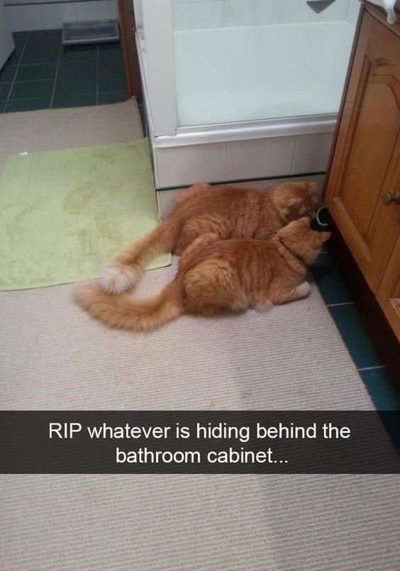 15 Orange Cat Memes For Our One Brain Cell Companions