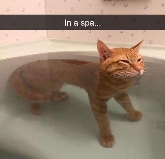 15 Orange Cat Memes For Our One Brain Cell Companions