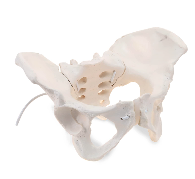 Female pelvis model