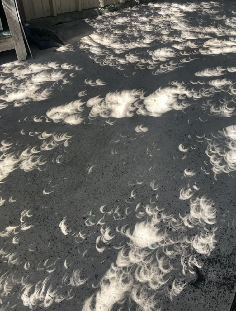 This shadow effect in the leaves during the eclipse.