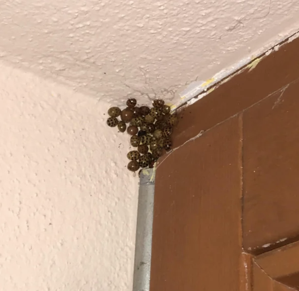 “A group of invasive Chinese Ladybugs clustered in the corner of my window.”